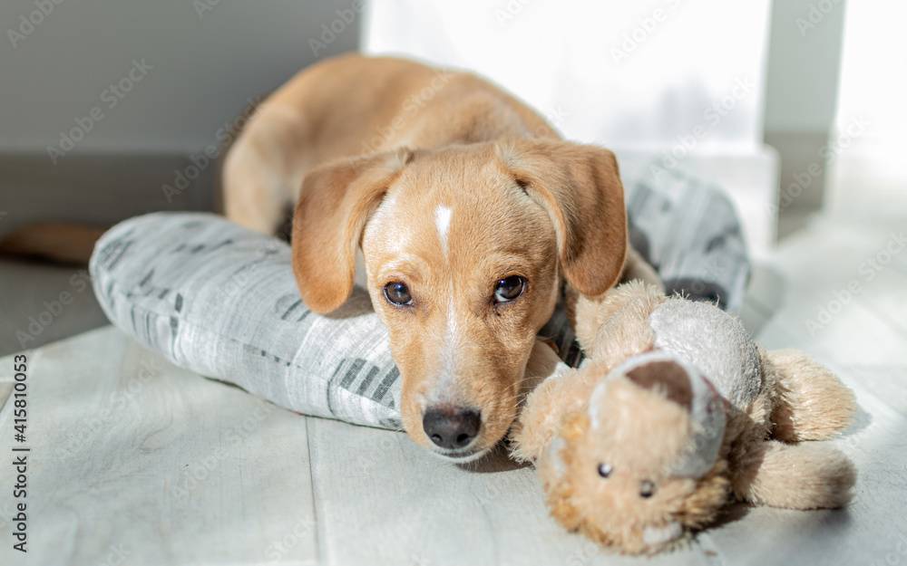Labrador Retriever Puppy in Kennel