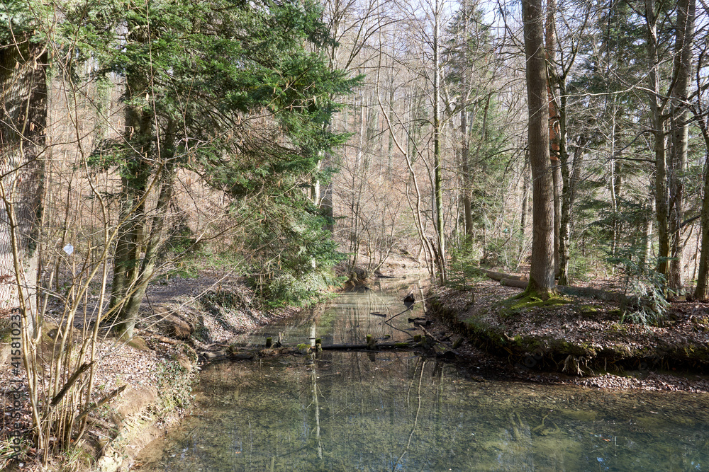 Green-water lake with a frozen surface surrounded by trees in the forest Green-water lake with a frozen surface surrounded by trees in the forest