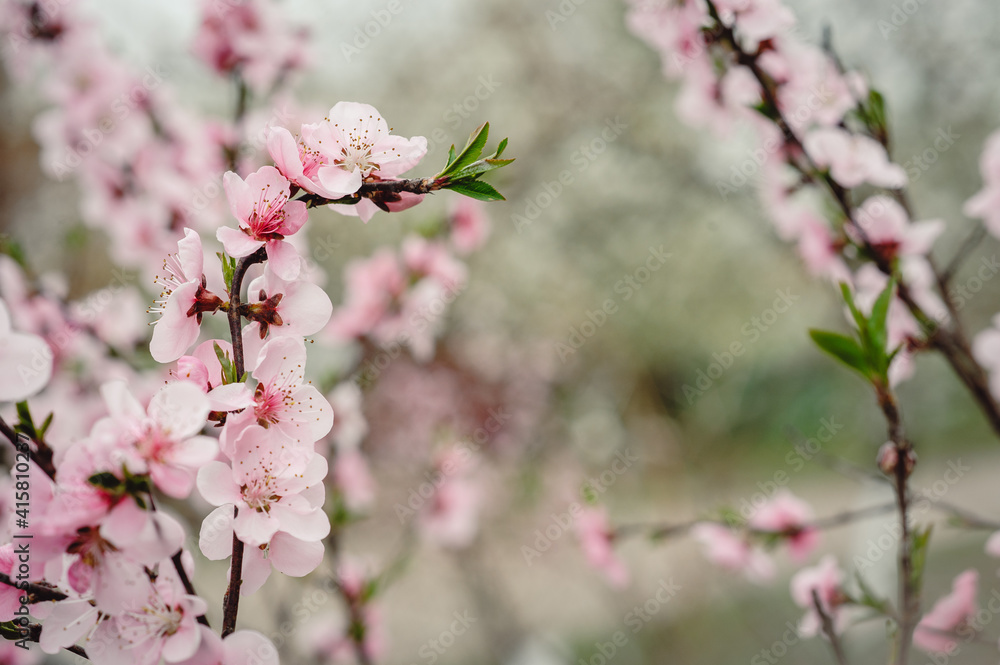 Blossoming peach tree branches, the background blurred. Peach blossom in spring. branches in full bloom. Blossoming peach tree branches, the background blurred. Peach blossom in spring. branches in full bloom.