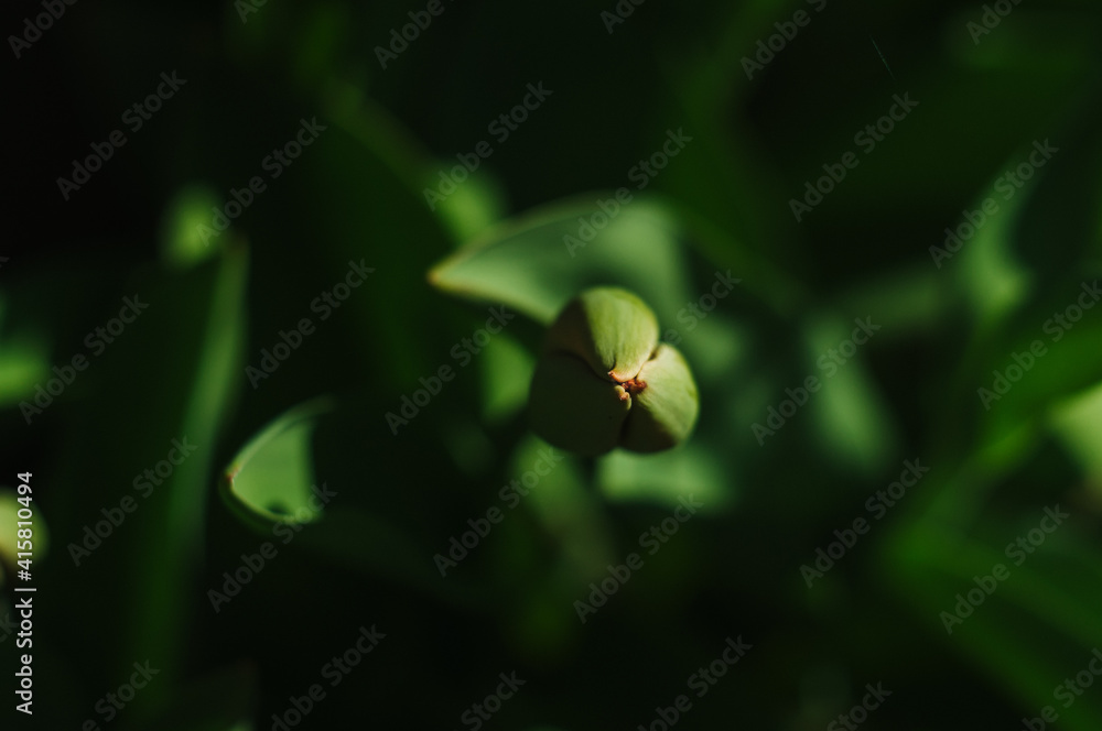 Background image of tulip. Buds of tulips with fresh green leaves, blurred background, place for text. Green floral background. Background image of tulip. Buds of tulips with fresh green leaves, blurred background, place for text. Green floral background.