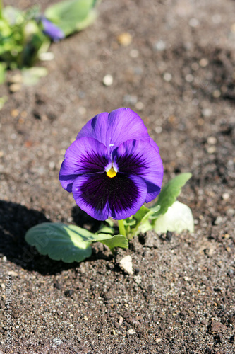 A primrose is a flower