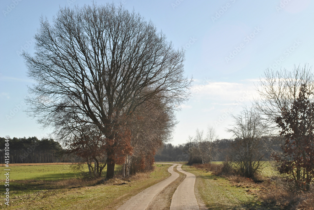 country concrete road with trees and bushes country concrete road with trees and bushes