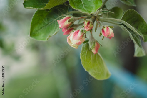 Spring time nature background with flowers. Close up view of the blooming tree branch with flowers in a green blurry background with copy space. Apple blossoms in the home garden. Place for text
