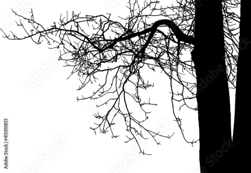 Natural branch of aspen on white background(Vector illustration).Eps10
