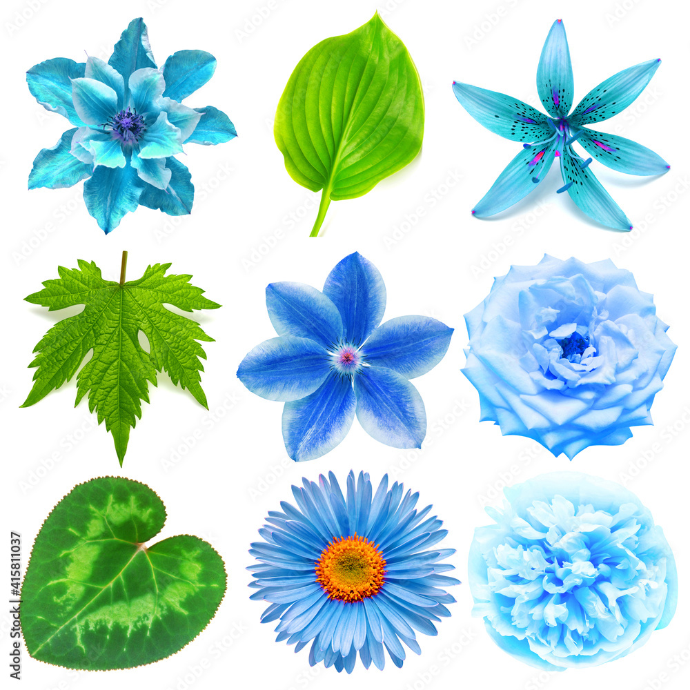 Blue flowers head collection of beautiful daisy, lily, peony, rose, clematis and various leaves isolated on white background. Card. Easter. Spring time set. Flat lay, top view