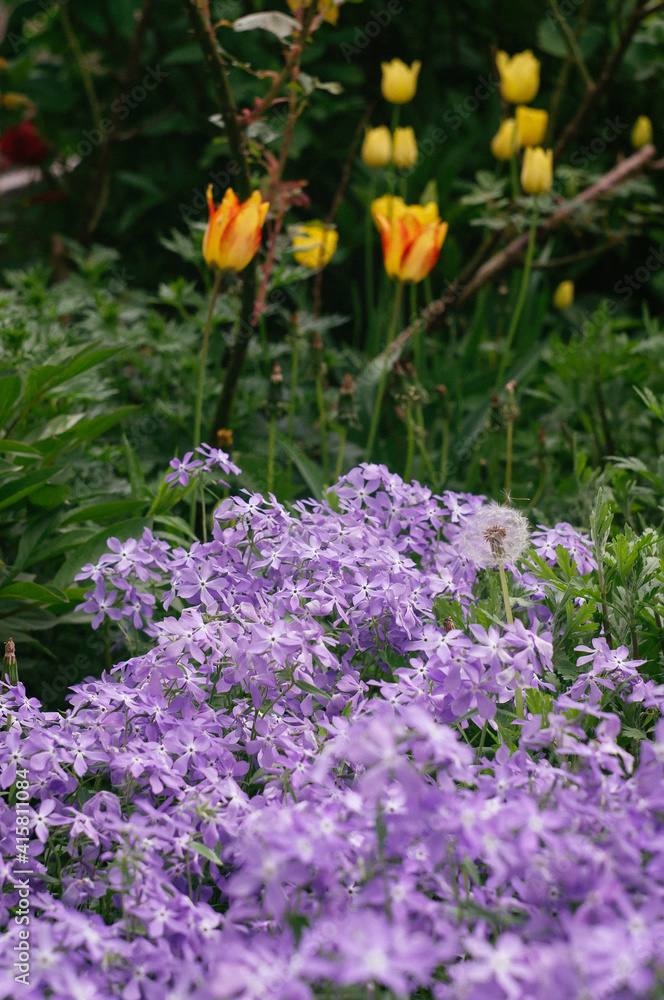 Obraz premium Leadwort (auriculata plumbago) flower in the garden. Purple flowers bloom in spring garden.