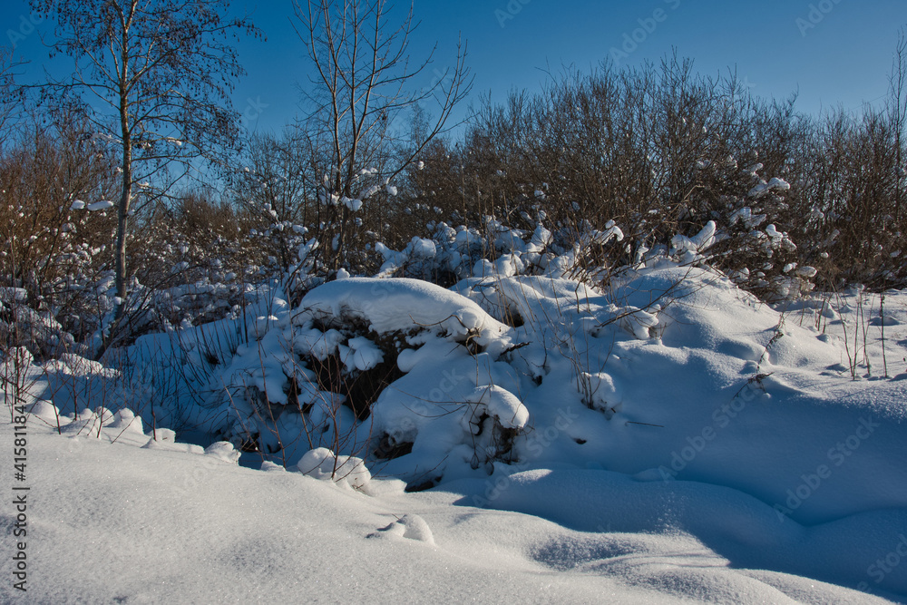 Winter landscape of a snowy forest wasteland with wild bushes on a sunny frosty day. Winter landscape of a snowy forest wasteland with wild bushes on a sunny frosty day.