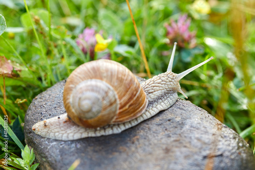  snail crawling on the stone