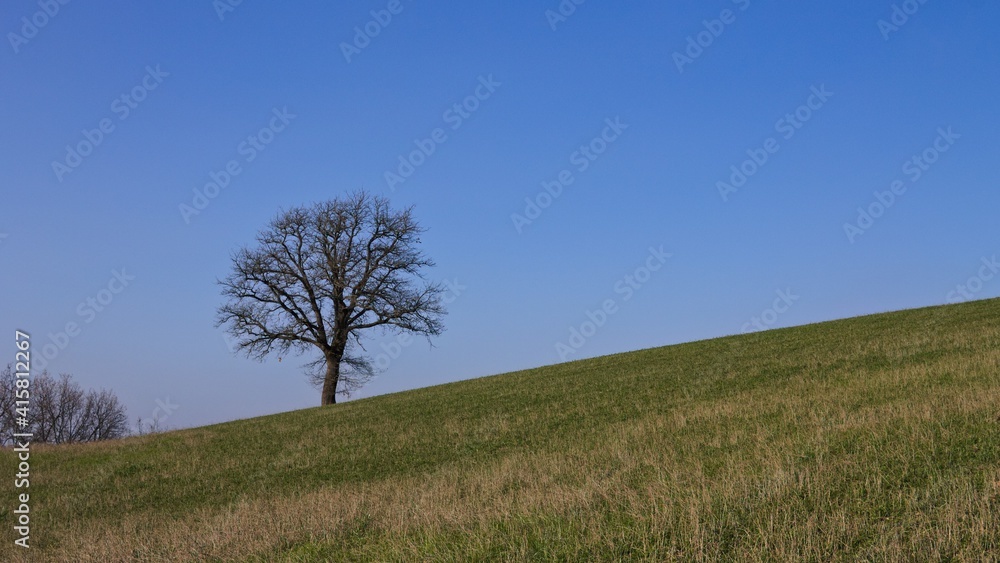 An isolated tree without leaves on a hilly meadow on a winter day (Marche, Italy, Europe) An isolated tree without leaves on a hilly meadow on a winter day (Marche, Italy, Europe)