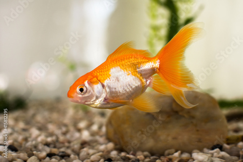 Goldfish as a small pet in a aquarium water.