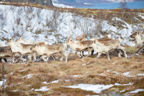 Reindeer on winter pasture - Location Helgeland coast,Helgeland,Nordland county,Norway,scandinavia,Europe