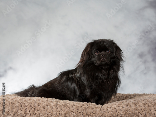 Fotografija Tibetan spaniel dog portrait