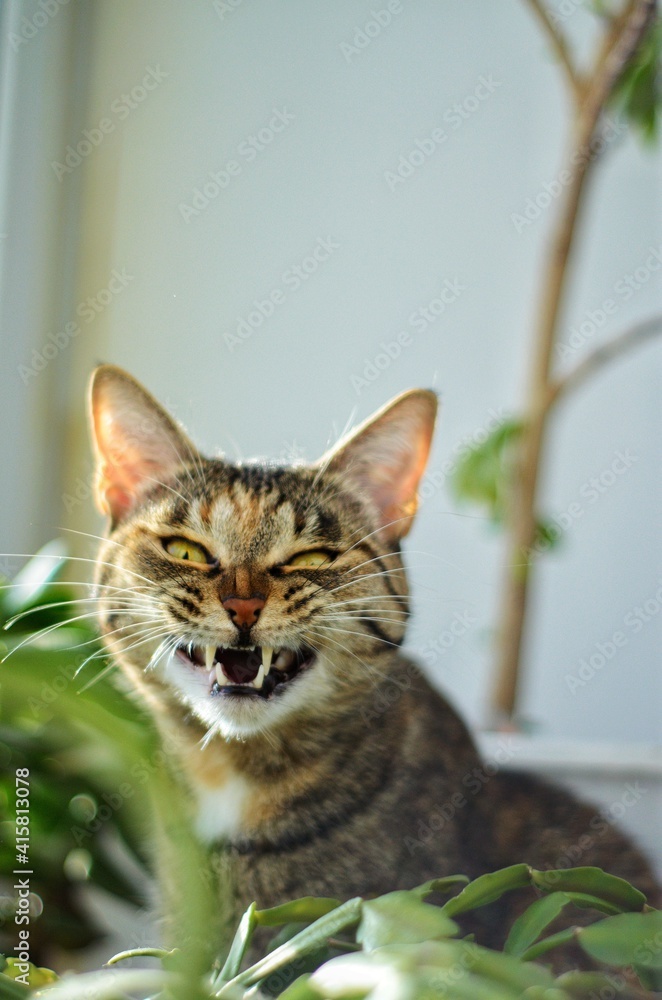 Obraz premium cat on the grass