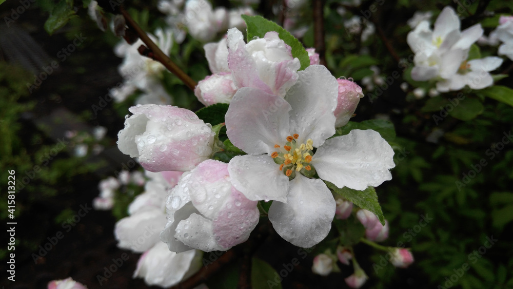 Apple tree in bloom after rain, spring garden Apple tree in bloom after rain, spring garden