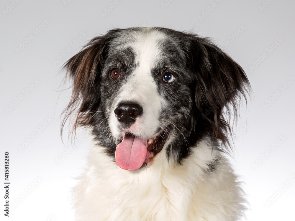 Border collie dog portrait, image taken in a studio with white background. Border collie dog portrait, image taken in a studio with white background.