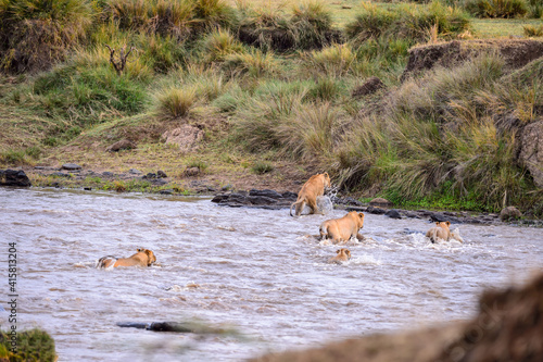 Lions crossing the river Mara in Maasai Mara, Kenya