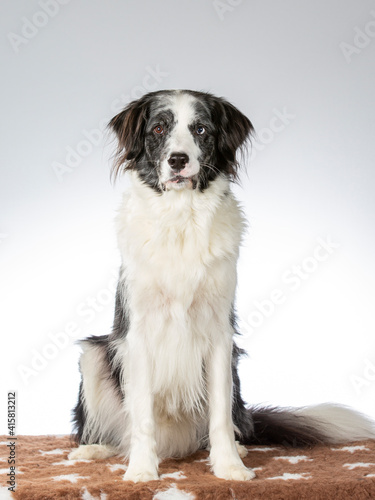 Border collie dog portrait, image taken in a studio with white background. © Jne Valokuvaus