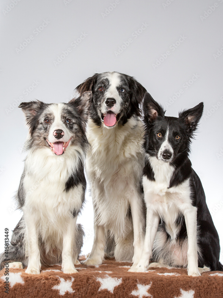 Border collie group portrait, image taken in a studio with white background. Border collie group portrait, image taken in a studio with white background.