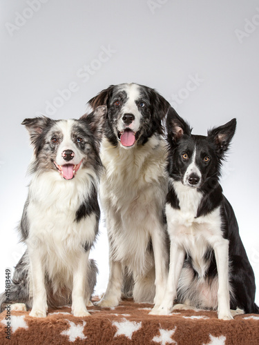 Border collie group portrait  image taken in a studio with white background.
