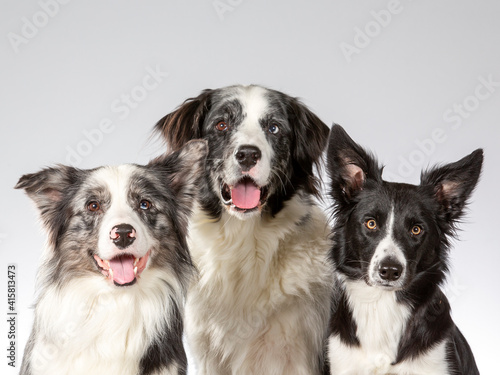 Border collie group portrait  image taken in a studio with white background.