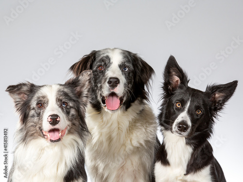 Border collie group portrait, image taken in a studio with white background.