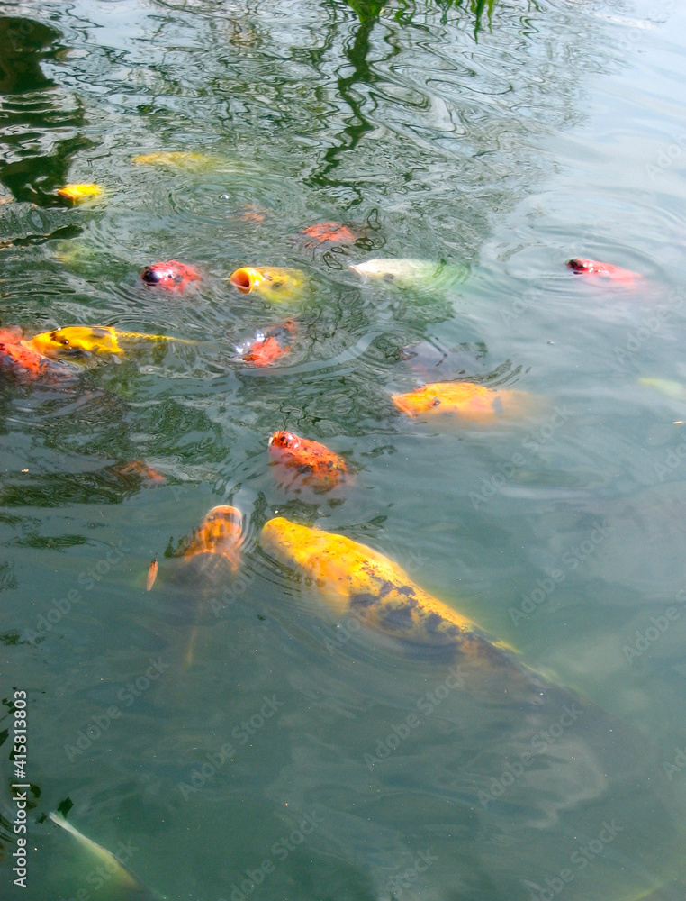 Feeding Frenzy Stock Photo Adobe Stock