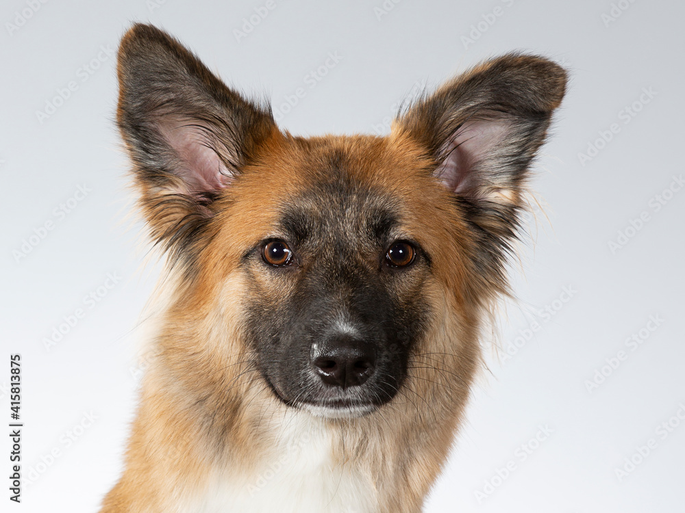 Dog posing for camera in a studio with white background. German shepherd looking dog. Dog posing for camera in a studio with white background. German shepherd looking dog.
