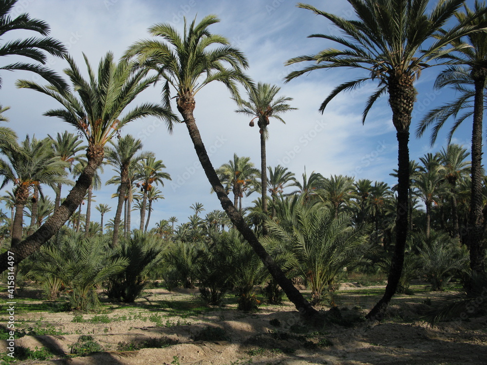 Palmeraie d'Elche en espagne Palmeraie d'Elche en espagne