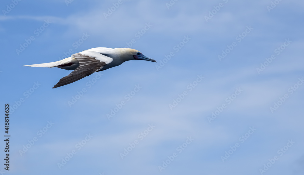 Seabird Masked, Blue-faced Booby (Sula dactylatra) flying over the blue and calm ocean. Seabird is hunting for flying fish jumping out of the water. Seabird Masked, Blue-faced Booby (Sula dactylatra) flying over the blue and calm ocean. Seabird is hunting for flying fish jumping out of the water.