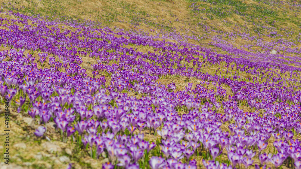 Naklejka premium Spring crocuses in the Tatra National Park