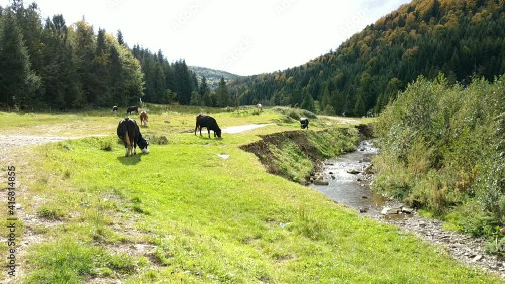 Cows grazing in wild terrain. Pine forest. Mountain river with big bank slope. Cows grazing in wild terrain. Pine forest. Mountain river with big bank slope.
