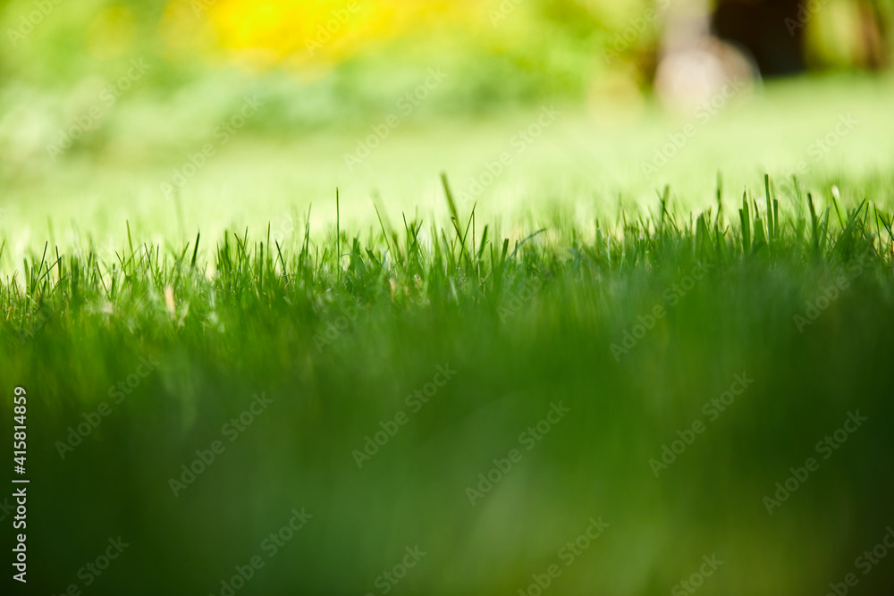 Fototapeta premium green grass
