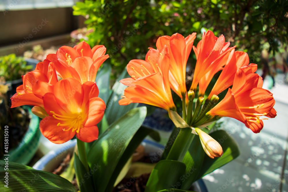Beautiful kaffir lily (Clivia miniata) flowers in full bloom. Beautiful kaffir lily (Clivia miniata) flowers in full bloom.