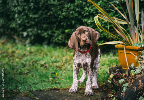 фотографія 8 week old German Short-haired Pointer puppy playing in the garden