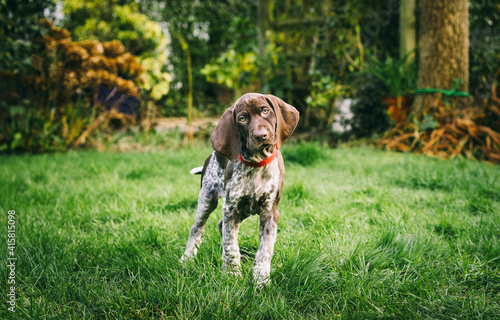 Foto 8 week old German Short-haired Pointer puppy playing in the garden