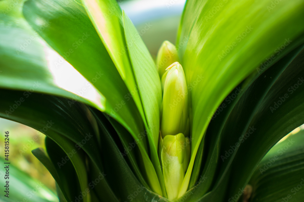 The buds of Kaffir lily (Clivia miniata) flowers that come up through its dense leaves. The buds of Kaffir lily (Clivia miniata) flowers that come up through its dense leaves.