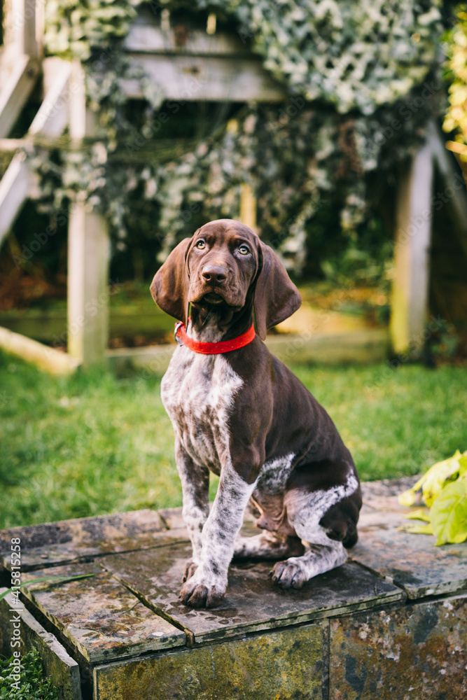 8 week old German Short-haired Pointer puppy playing in the garden