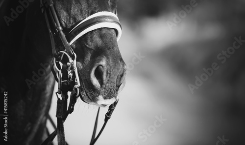 Nose sports horse in the bridle. Dressage horse. © Azaliya (Elya Vatel)