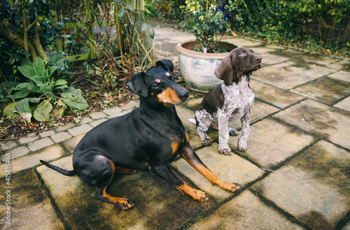 Fotografija Manchester Terrier in the garden