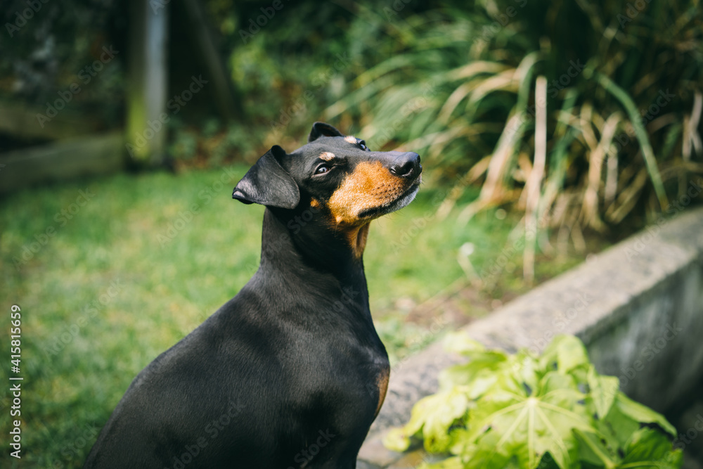 Manchester Terrier in the garden Manchester Terrier in the garden