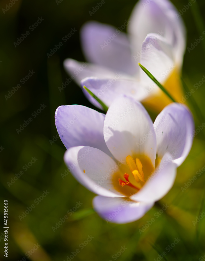 Crocus flower in the spring Sun