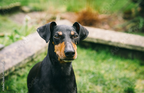 Slika na platnu Manchester Terrier in the garden
