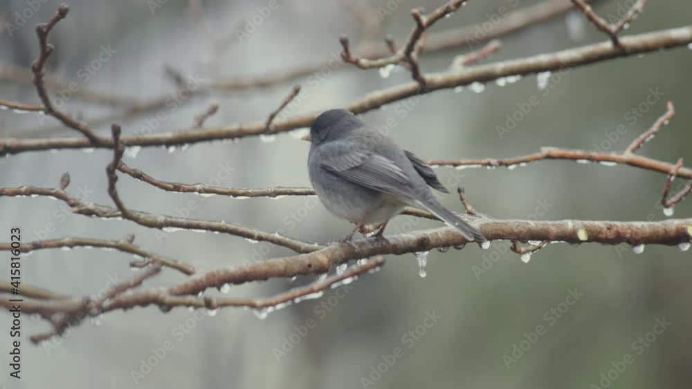 Dark-eyed Junco resting on icy tree branch Dark-eyed Junco resting on icy tree branch