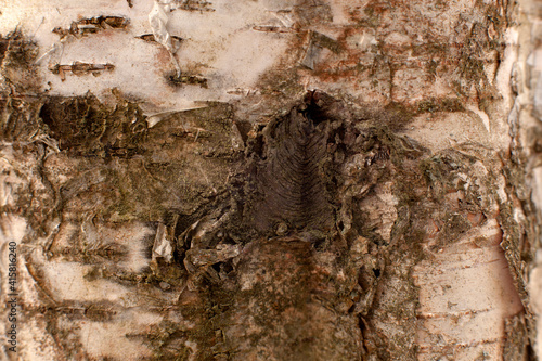 Highly detailed closeup of the peeling and curling bark on a white birch tree trunk.