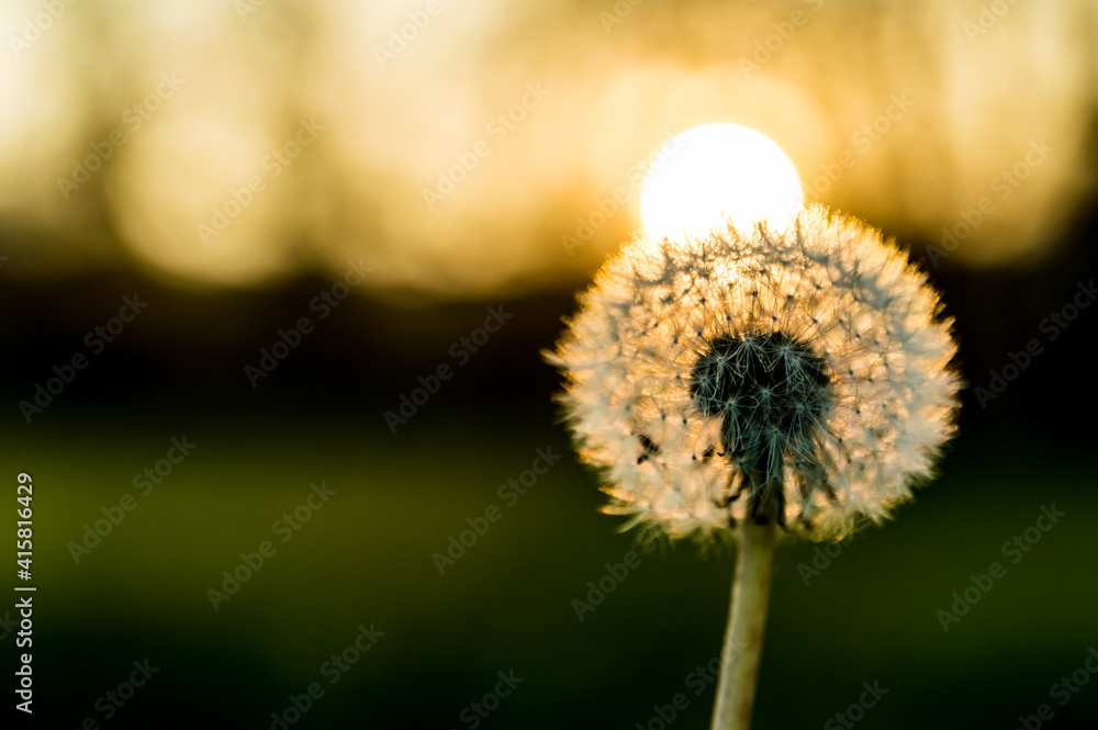 Flowering dandelion, with seeds, illuminated by the sun.
