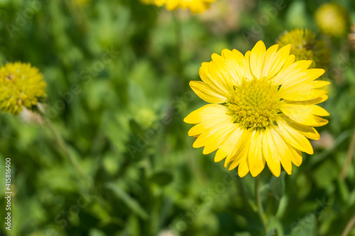 Beautiful yellow flowers with blurred nature green background. © pornpun