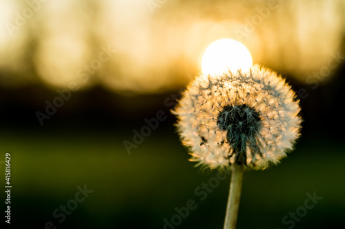 Flowering dandelion  with seeds  illuminated by the sun. 