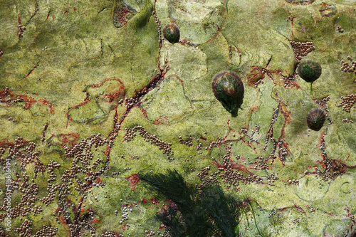 A flat stone covered with algae and shells.