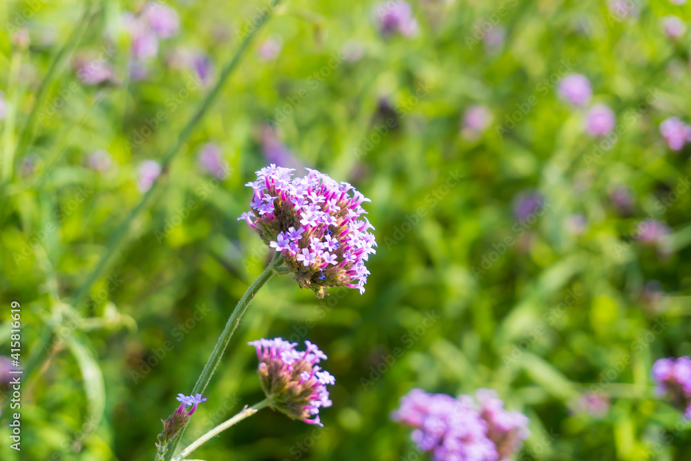 Verbena Bonariensis is a purple flower, The meaning of this flower is