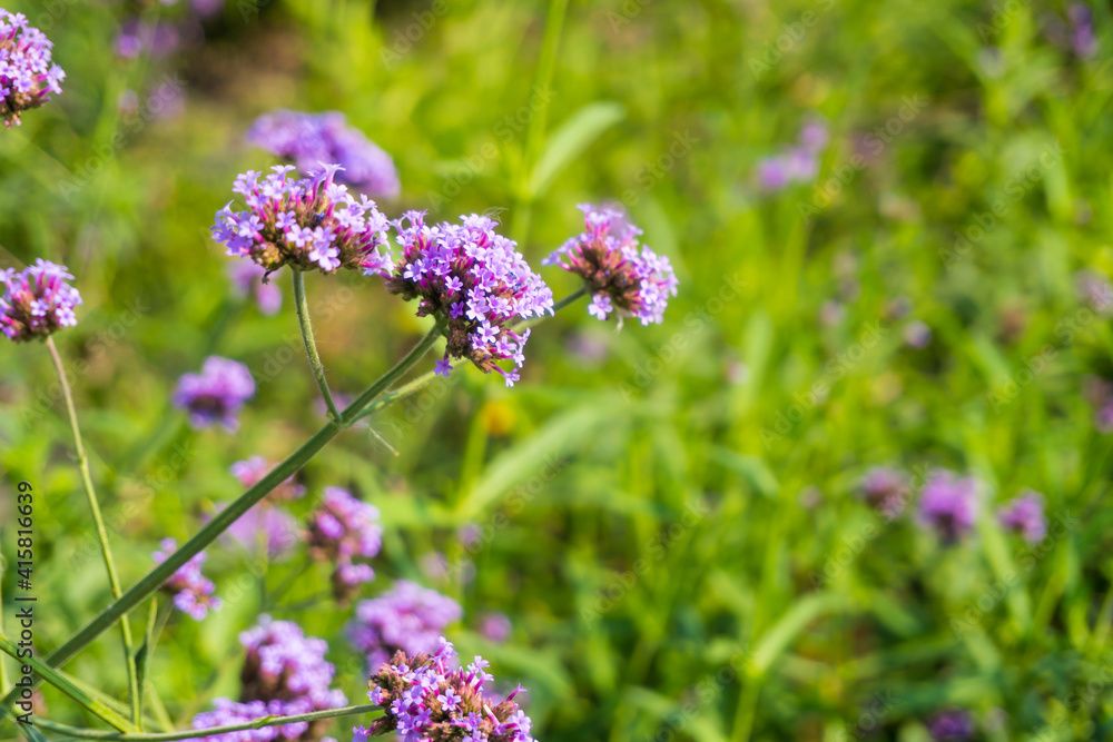 Verbena Bonariensis is a purple flower, The meaning of this flower is the happiness of everyone in the family. Verbena Bonariensis is a purple flower, The meaning of this flower is the happiness of everyone in the family.